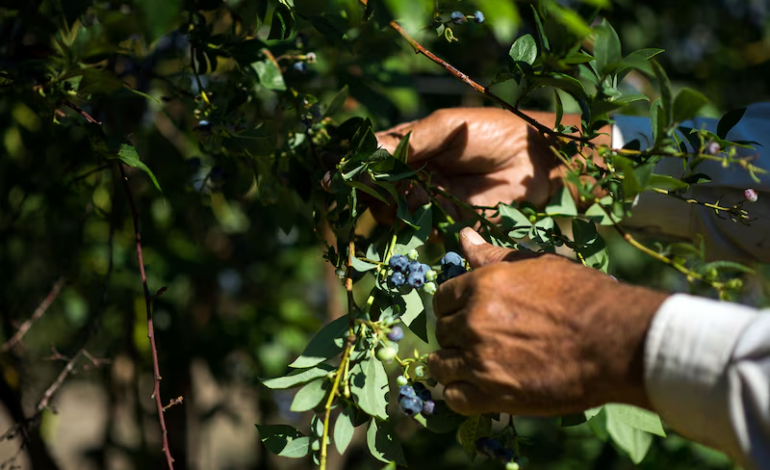 Los 4 productos del agro de Latam que destacarían en el comercio internacional este 2025