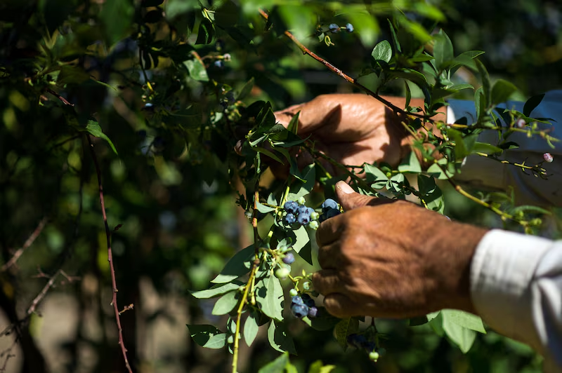 Los 4 productos del agro de Latam que destacarían en el comercio internacional este 2025