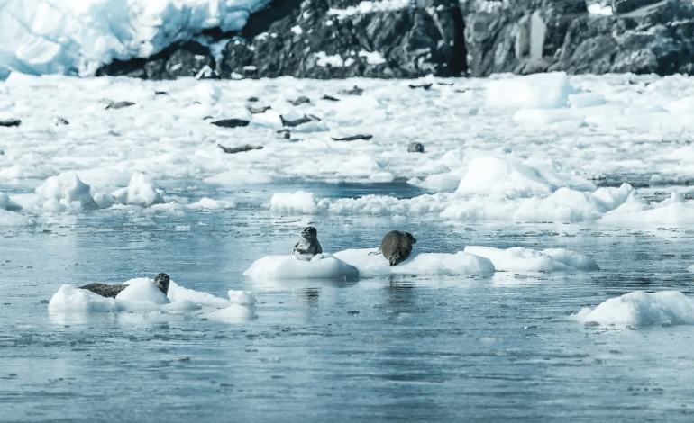 Estudio revela sorprendentes efectos climáticos de las heces de pingüino